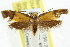  ( - CCDB-15792-F05)  @12 [ ] CreativeCommons - Attribution (2011) ANIC/CBG Photography Group Centre for Biodiversity Genomics