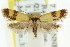  ( - CCDB-15792-F08)  @11 [ ] CreativeCommons - Attribution (2011) ANIC/CBG Photography Group Centre for Biodiversity Genomics
