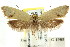  ( - CCDB-15792-G09)  @13 [ ] CreativeCommons - Attribution (2011) ANIC/CBG Photography Group Centre for Biodiversity Genomics
