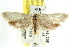  ( - CCDB-15792-G10)  @13 [ ] CreativeCommons - Attribution (2011) ANIC/CBG Photography Group Centre for Biodiversity Genomics
