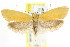  ( - CCDB-15792-G12)  @15 [ ] CreativeCommons - Attribution (2011) ANIC/CBG Photography Group Centre for Biodiversity Genomics