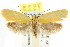  ( - CCDB-15792-H01)  @13 [ ] CreativeCommons - Attribution (2011) ANIC/CBG Photography Group Centre for Biodiversity Genomics