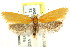  ( - CCDB-15792-H03)  @13 [ ] CreativeCommons - Attribution (2011) ANIC/CBG Photography Group Centre for Biodiversity Genomics