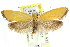  ( - CCDB-15792-H06)  @15 [ ] CreativeCommons - Attribution (2011) ANIC/CBG Photography Group Centre for Biodiversity Genomics