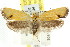  ( - CCDB-15792-H07)  @15 [ ] CreativeCommons - Attribution (2011) ANIC/CBG Photography Group Centre for Biodiversity Genomics