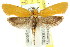  ( - CCDB-15792-H09)  @13 [ ] CreativeCommons - Attribution (2011) ANIC/CBG Photography Group Centre for Biodiversity Genomics
