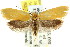  ( - CCDB-15792-H11)  @13 [ ] CreativeCommons - Attribution (2011) ANIC/CBG Photography Group Centre for Biodiversity Genomics