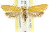  ( - CCDB-15793-A02)  @14 [ ] CreativeCommons - Attribution (2011) ANIC/CBG Photography Group Centre for Biodiversity Genomics