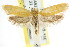  ( - CCDB-15793-A03)  @13 [ ] CreativeCommons - Attribution (2011) ANIC/CBG Photography Group Centre for Biodiversity Genomics