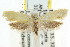  ( - CCDB-15793-A04)  @14 [ ] CreativeCommons - Attribution (2011) ANIC/CBG Photography Group Centre for Biodiversity Genomics