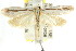  ( - CCDB-15793-B06)  @13 [ ] CreativeCommons - Attribution (2011) ANIC/CBG Photography Group Centre for Biodiversity Genomics