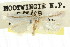  ( - CCDB-15793-B08)  @11 [ ] CreativeCommons - Attribution (2011) ANIC/CBG Photography Group Centre for Biodiversity Genomics