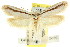  ( - CCDB-15793-C02)  @13 [ ] CreativeCommons - Attribution (2011) ANIC/CBG Photography Group Centre for Biodiversity Genomics