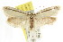  ( - CCDB-15793-C03)  @13 [ ] CreativeCommons - Attribution (2011) ANIC/CBG Photography Group Centre for Biodiversity Genomics
