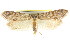  ( - CCDB-15793-D02)  @11 [ ] CreativeCommons - Attribution (2011) ANIC/CBG Photography Group Centre for Biodiversity Genomics