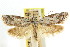  ( - CCDB-15793-D10)  @11 [ ] CreativeCommons - Attribution (2011) ANIC/CBG Photography Group Centre for Biodiversity Genomics