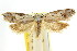  ( - CCDB-15793-D11)  @11 [ ] CreativeCommons - Attribution (2011) ANIC/CBG Photography Group Centre for Biodiversity Genomics