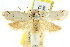  ( - CCDB-15793-F01)  @11 [ ] CreativeCommons - Attribution (2011) ANIC/CBG Photography Group Centre for Biodiversity Genomics