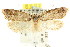  ( - CCDB-15793-F04)  @12 [ ] CreativeCommons - Attribution (2011) ANIC/CBG Photography Group Centre for Biodiversity Genomics