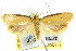  ( - CCDB-15793-G04)  @12 [ ] CreativeCommons - Attribution (2011) ANIC/CBG Photography Group Centre for Biodiversity Genomics