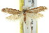  ( - CCDB-15793-H06)  @11 [ ] CreativeCommons - Attribution (2011) ANIC/CBG Photography Group Centre for Biodiversity Genomics
