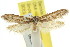  ( - CCDB-15793-H07)  @11 [ ] CreativeCommons - Attribution (2011) ANIC/CBG Photography Group Centre for Biodiversity Genomics