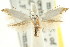 (Eosopostega sp. ANIC1 - CCDB-15794-B07)  @11 [ ] CreativeCommons - Attribution (2011) ANIC/CBG Photography Group Centre for Biodiversity Genomics