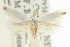  ( - CCDB-15794-B10)  @11 [ ] CreativeCommons - Attribution (2011) ANIC/CBG Photography Group Centre for Biodiversity Genomics
