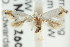  ( - CCDB-15794-C03)  @11 [ ] CreativeCommons - Attribution (2011) ANIC/CBG Photography Group Centre for Biodiversity Genomics