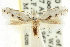  (Opostega sp. ANIC4 - CCDB-15794-C05)  @11 [ ] CreativeCommons - Attribution (2011) ANIC/CBG Photography Group Centre for Biodiversity Genomics