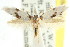  ( - CCDB-15794-C09)  @11 [ ] CreativeCommons - Attribution (2011) ANIC/CBG Photography Group Centre for Biodiversity Genomics