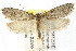  ( - CCDB-15795-A03)  @13 [ ] CreativeCommons - Attribution (2011) ANIC/CBG Photography Group Centre for Biodiversity Genomics