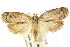  (Philobota baryptera - CCDB-15795-B01)  @15 [ ] CreativeCommons - Attribution (2011) ANIC/CBG Photography Group Centre for Biodiversity Genomics