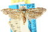  ( - CCDB-15795-B06)  @11 [ ] CreativeCommons - Attribution (2011) ANIC/CBG Photography Group Centre for Biodiversity Genomics