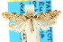  ( - CCDB-15795-B09)  @11 [ ] CreativeCommons - Attribution (2011) ANIC/CBG Photography Group Centre for Biodiversity Genomics