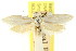  ( - CCDB-15795-B11)  @11 [ ] CreativeCommons - Attribution (2011) ANIC/CBG Photography Group Centre for Biodiversity Genomics