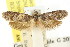  (Philobota egena - CCDB-15795-C01)  @11 [ ] CreativeCommons - Attribution (2011) ANIC/CBG Photography Group Centre for Biodiversity Genomics