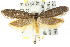  (Philobota sp. ANIC20 - CCDB-15795-C06)  @13 [ ] CreativeCommons - Attribution (2011) ANIC/CBG Photography Group Centre for Biodiversity Genomics