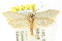  ( - CCDB-15795-D08)  @13 [ ] CreativeCommons - Attribution (2011) ANIC/CBG Photography Group Centre for Biodiversity Genomics