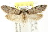  ( - CCDB-15795-F03)  @12 [ ] CreativeCommons - Attribution (2011) ANIC/CBG Photography Group Centre for Biodiversity Genomics