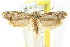  ( - CCDB-15795-G11)  @11 [ ] CreativeCommons - Attribution (2011) ANIC/CBG Photography Group Centre for Biodiversity Genomics