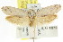  ( - CCDB-15795-H10)  @12 [ ] CreativeCommons - Attribution (2011) ANIC/CBG Photography Group Centre for Biodiversity Genomics
