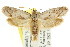  ( - CCDB-15795-H11)  @13 [ ] CreativeCommons - Attribution (2011) ANIC/CBG Photography Group Centre for Biodiversity Genomics
