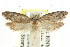  ( - CCDB-15796-A05)  @11 [ ] CreativeCommons - Attribution (2011) ANIC/CBG Photography Group Centre for Biodiversity Genomics