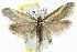  ( - CCDB-15796-B09)  @13 [ ] CreativeCommons - Attribution (2011) ANIC/CBG Photography Group Centre for Biodiversity Genomics