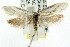  ( - CCDB-15796-B10)  @12 [ ] CreativeCommons - Attribution (2011) ANIC/CBG Photography Group Centre for Biodiversity Genomics