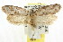  ( - CCDB-15796-C06)  @12 [ ] CreativeCommons - Attribution (2011) ANIC/CBG Photography Group Centre for Biodiversity Genomics