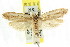  (Philobota sp. ANIC50 - CCDB-15796-E05)  @13 [ ] CreativeCommons - Attribution (2011) ANIC/CBG Photography Group Centre for Biodiversity Genomics