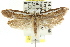  ( - CCDB-15796-E10)  @11 [ ] CreativeCommons - Attribution (2011) ANIC/CBG Photography Group Centre for Biodiversity Genomics