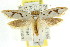  ( - CCDB-15796-F02)  @11 [ ] CreativeCommons - Attribution (2011) ANIC/CBG Photography Group Centre for Biodiversity Genomics